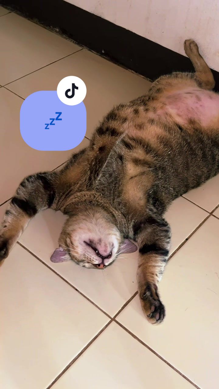@17meows