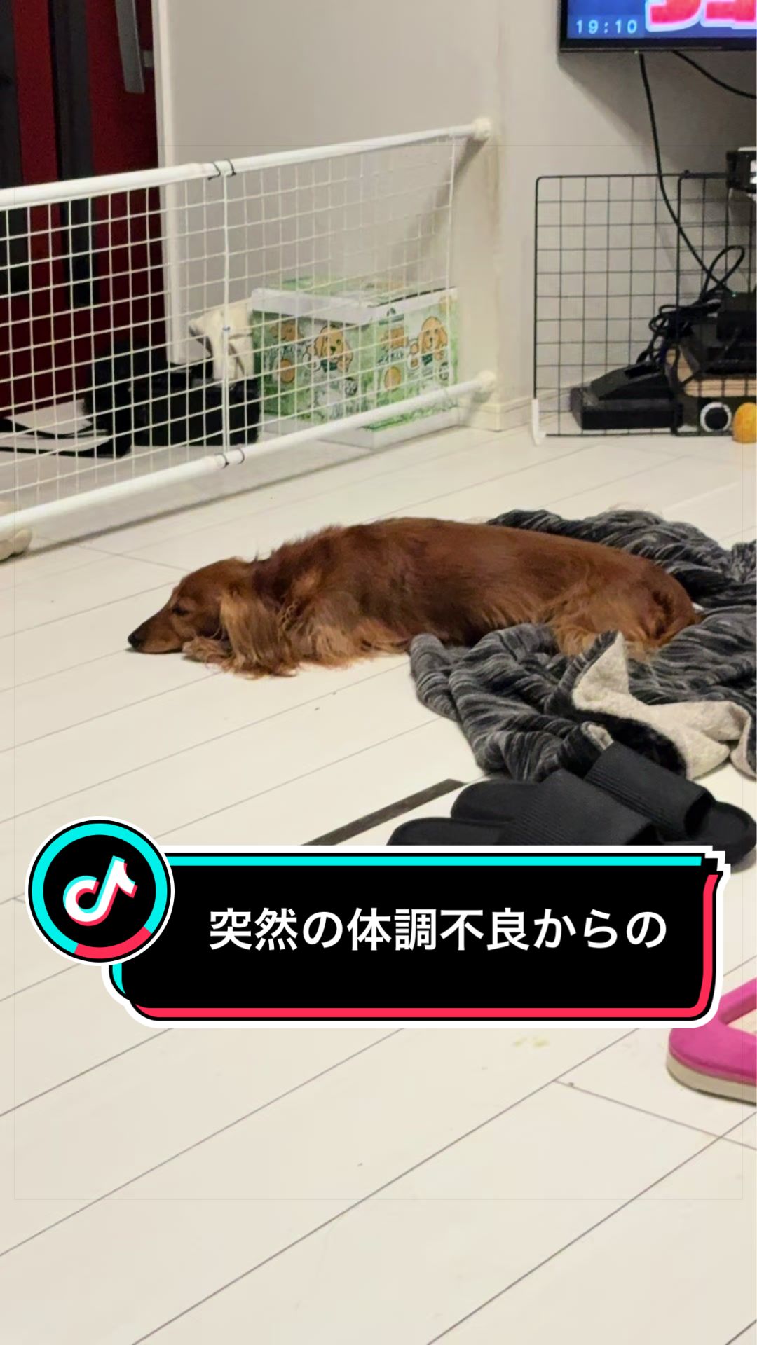 @ダックス愛好家(ワンワンパパ)