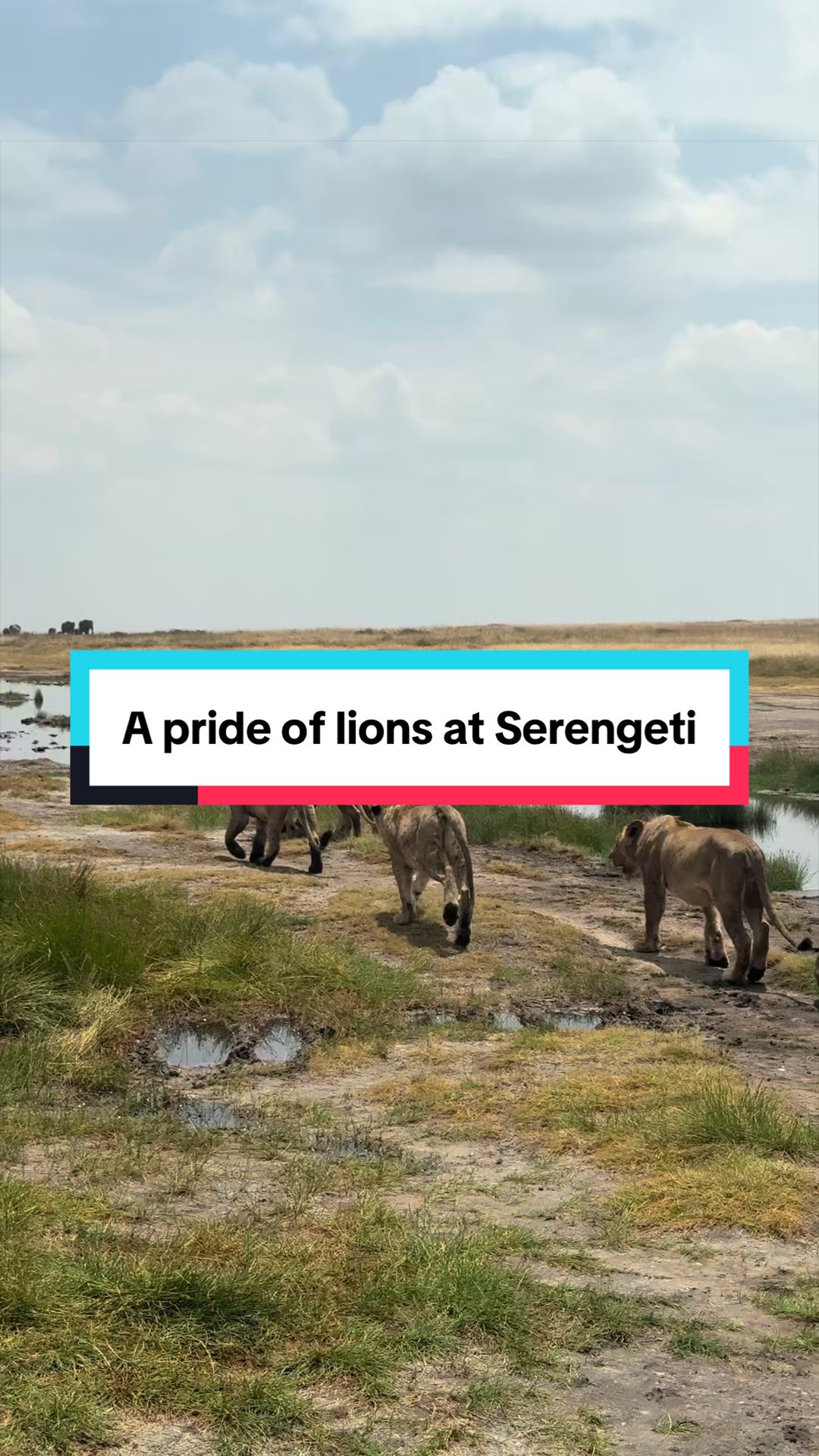 @Milana Tours and Safaris