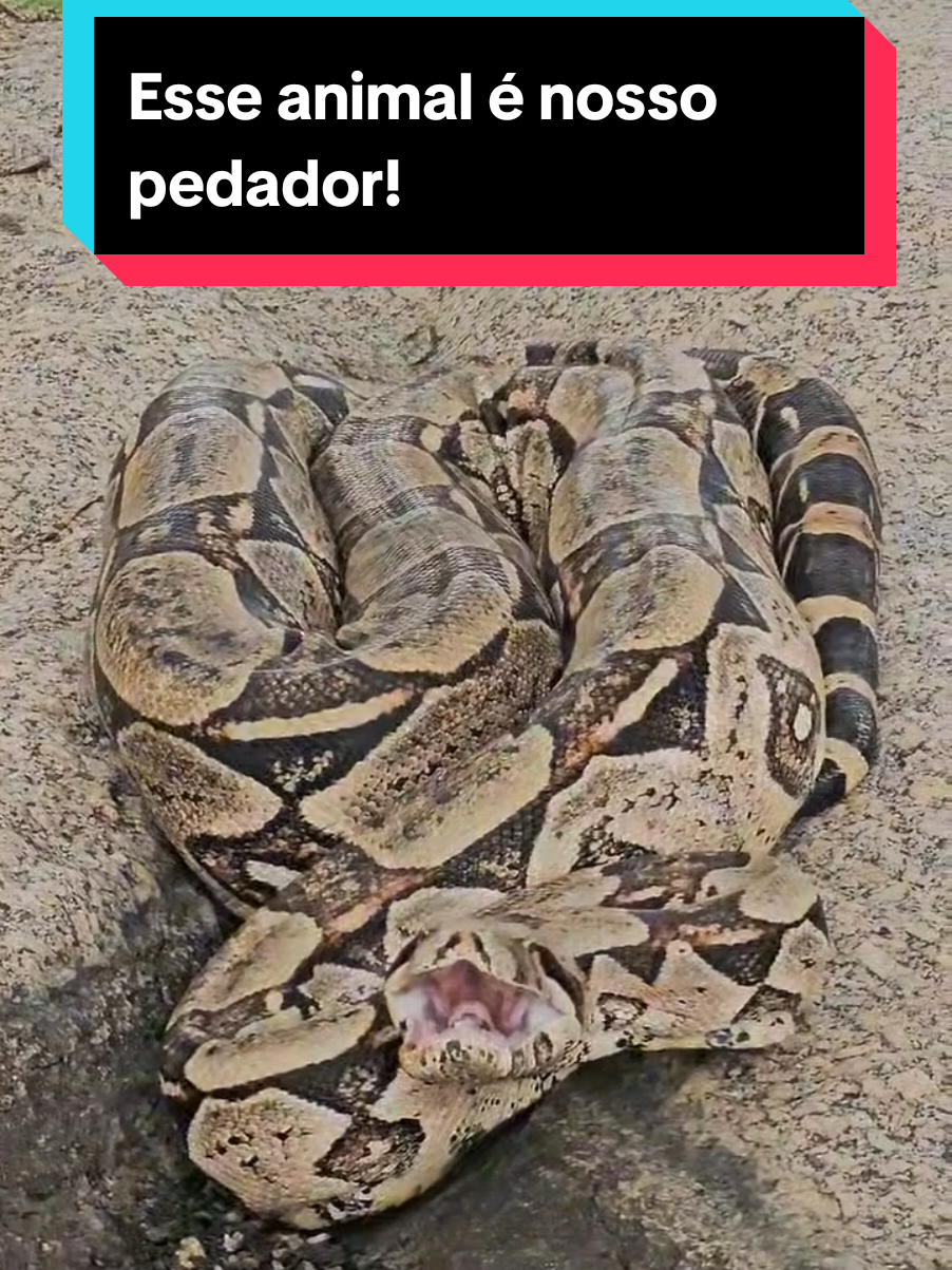 @Princesa das Serpentes