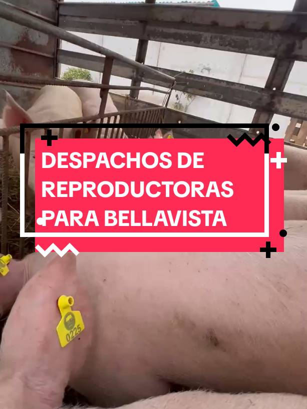 @Jean.Cisneros.Porcicultura