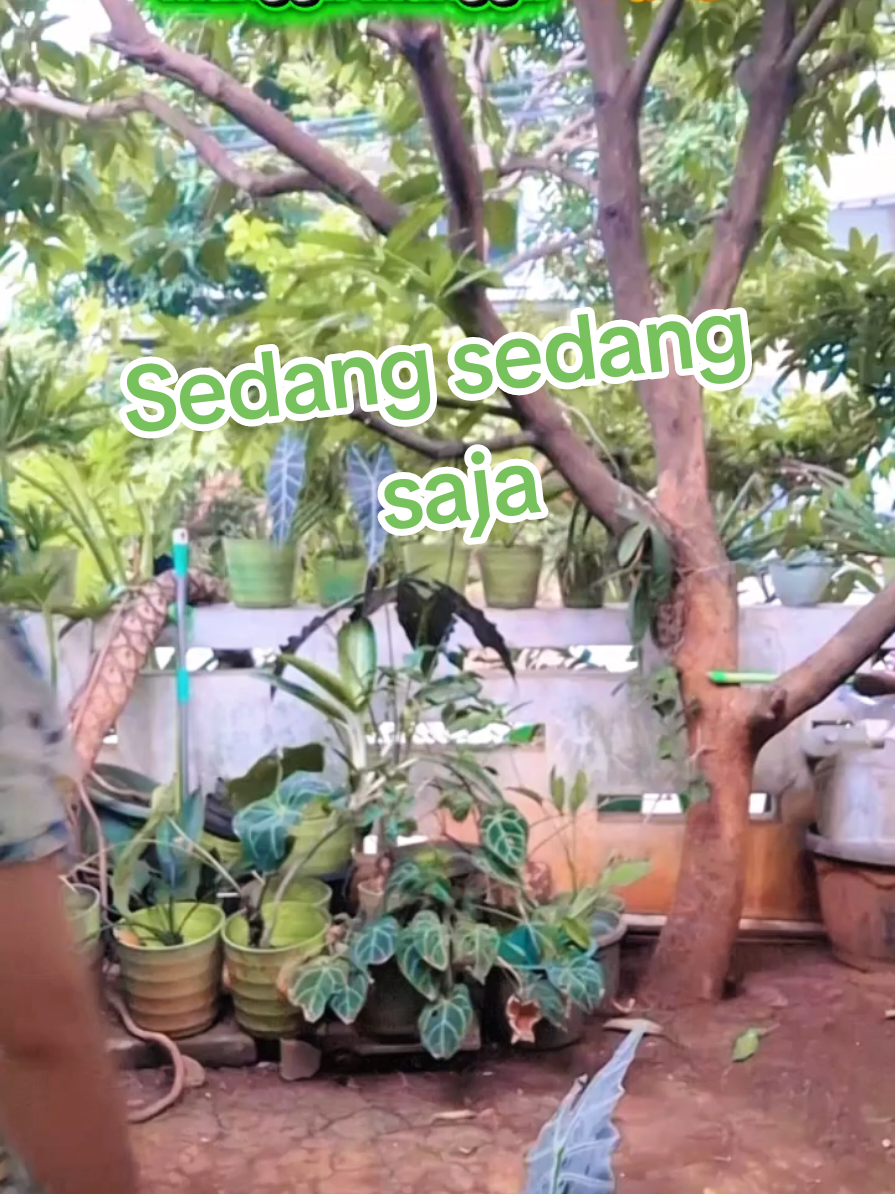 @Astin💚gingsol