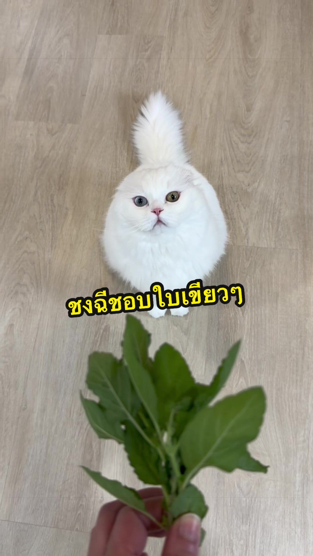 @เชอรี่ขืนใจแมว
