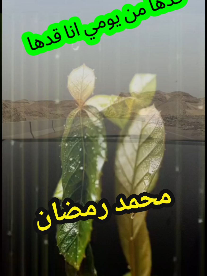 @غاويه فن