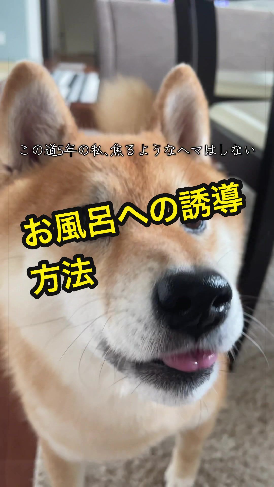 @特に柴犬が好きな人