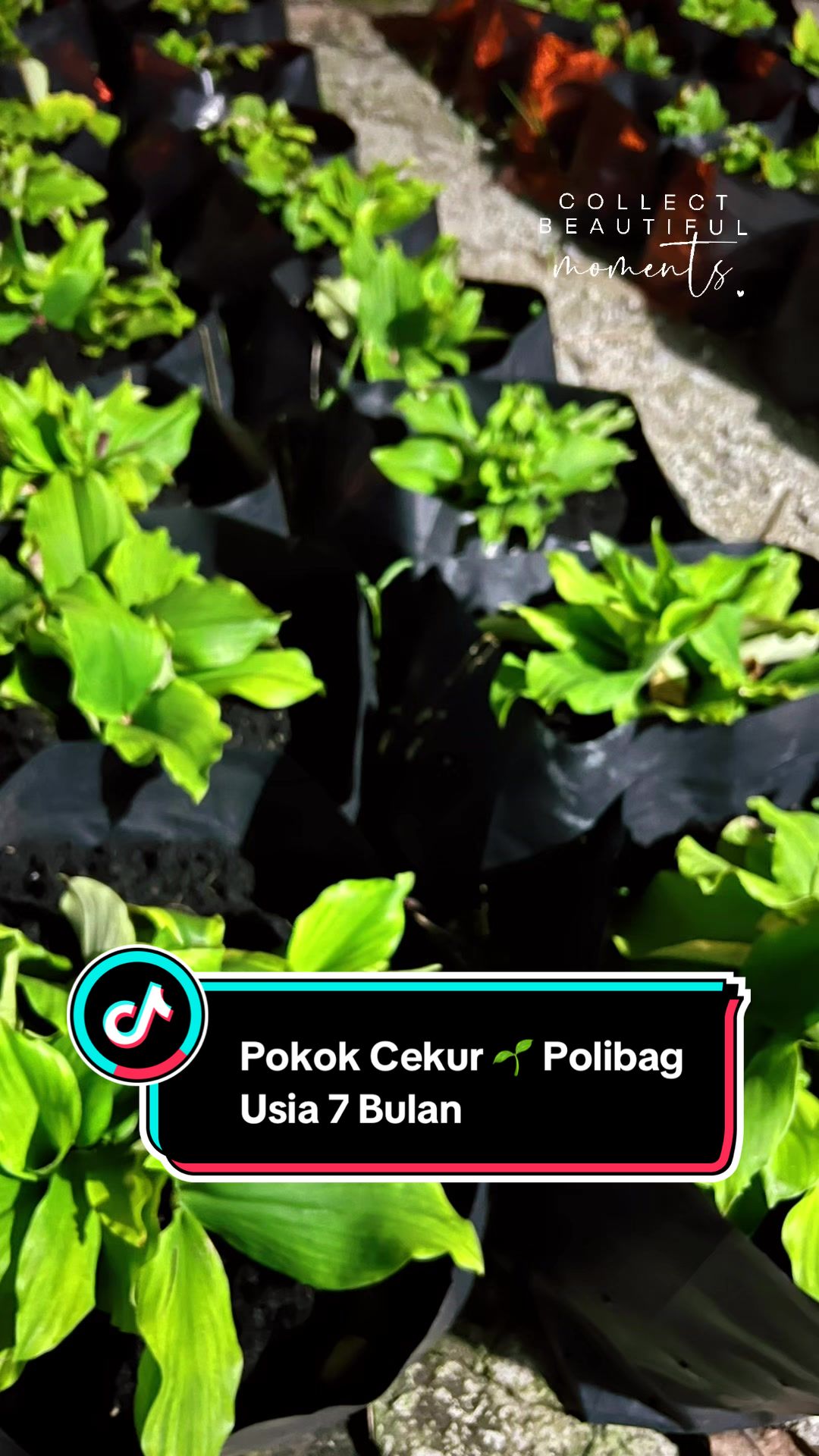 @Khairul Azwan | Petani Muda