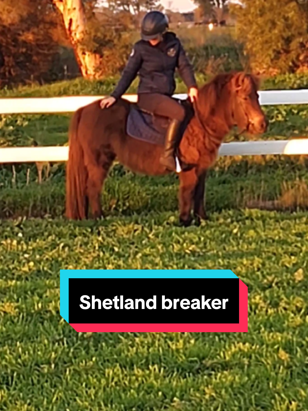 @Jess | Horse trainer