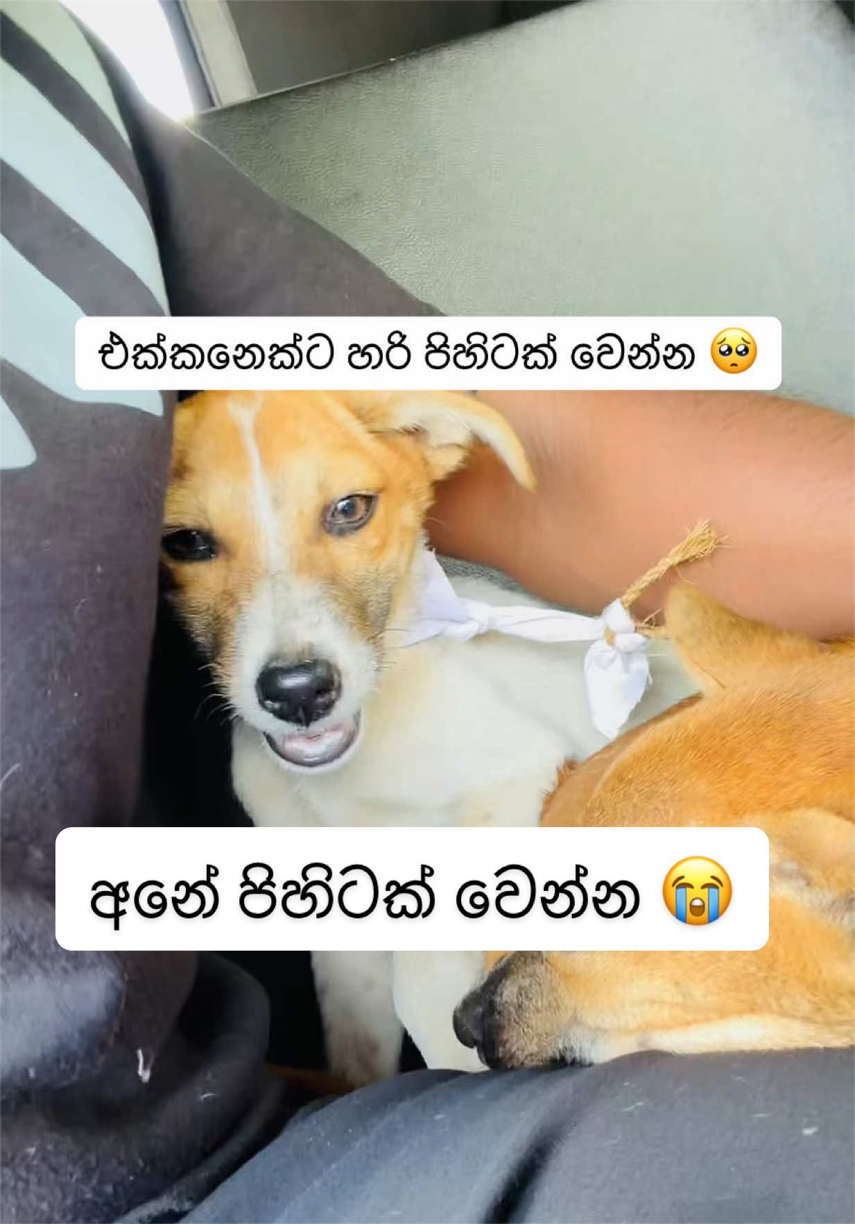 @DOG LOVERS