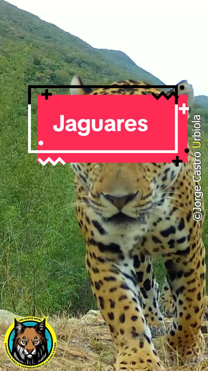 @Jorge Urbiola