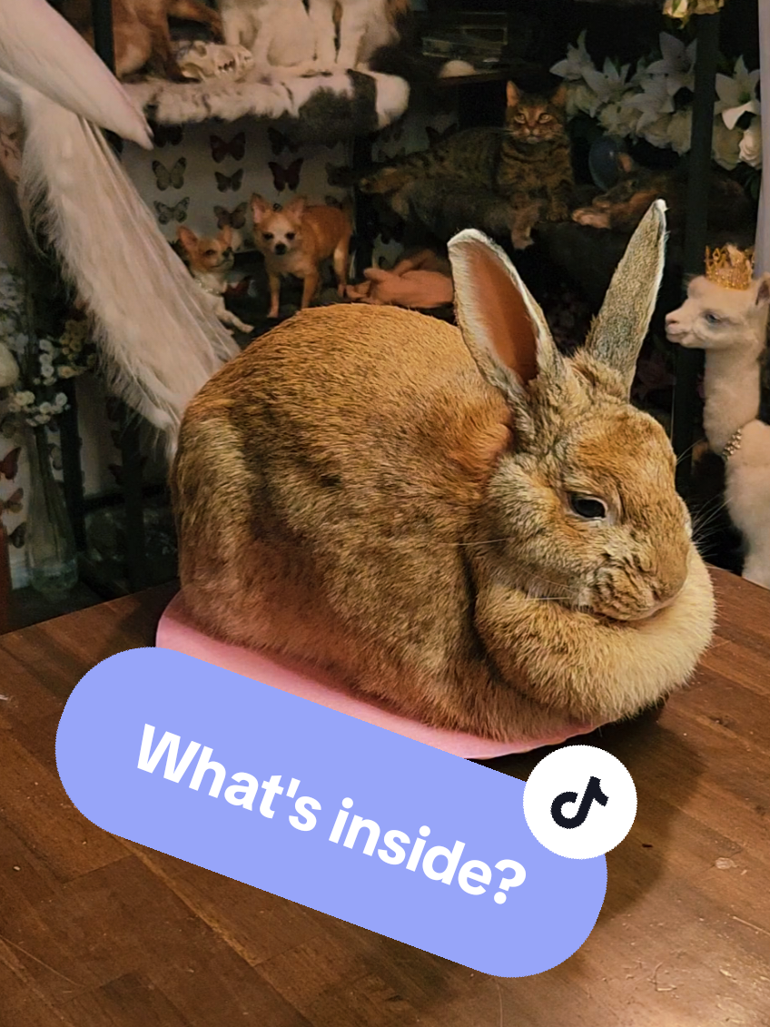@May Jackalope Taxidermy 🇨🇦