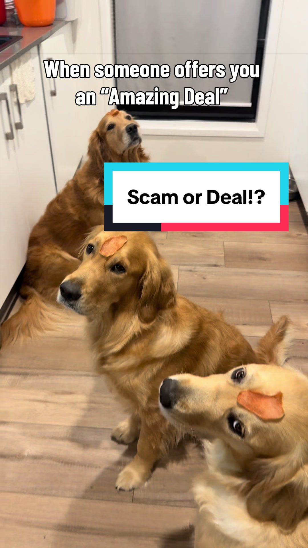 @3goldenretriever