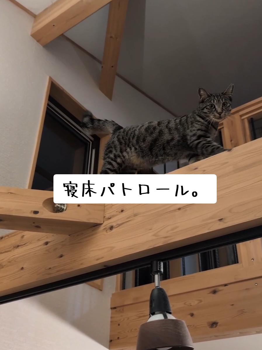 @にゃんご🐱