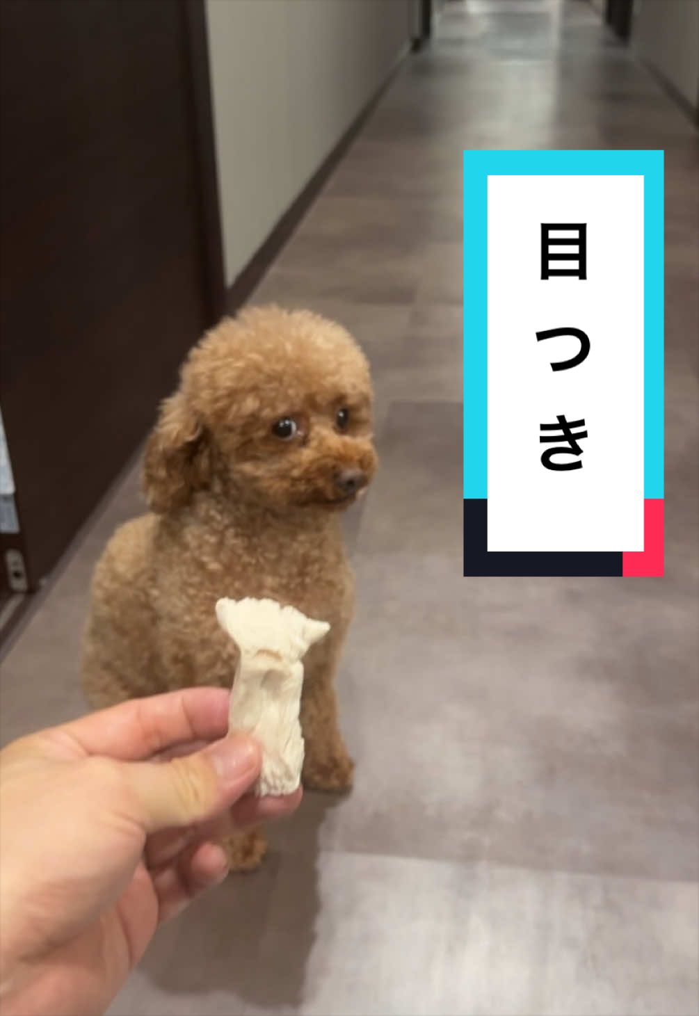 @しょうやんパパ🔥🥊【本垢】