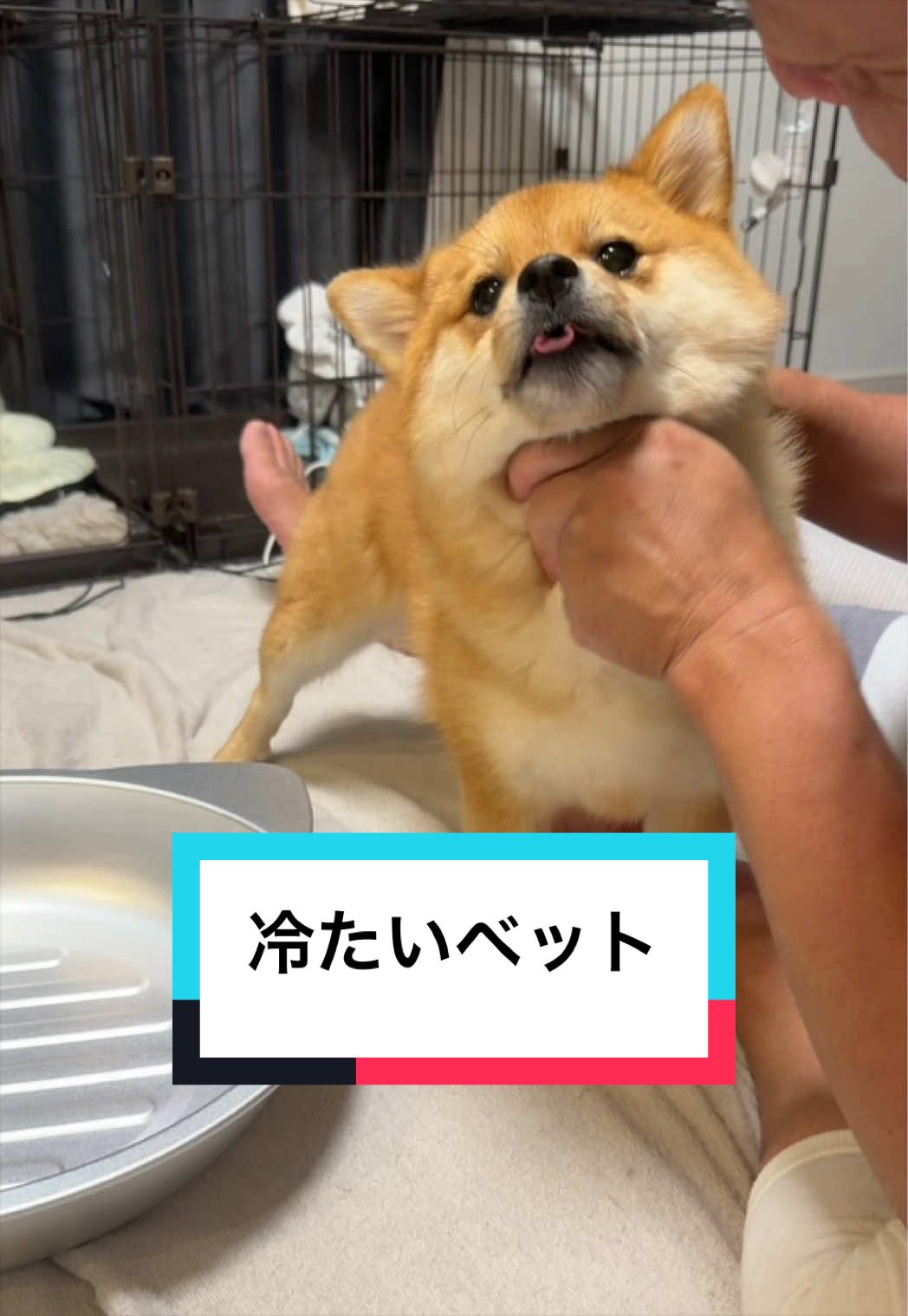 @🐶とん&ぺっぺこぺー🦊