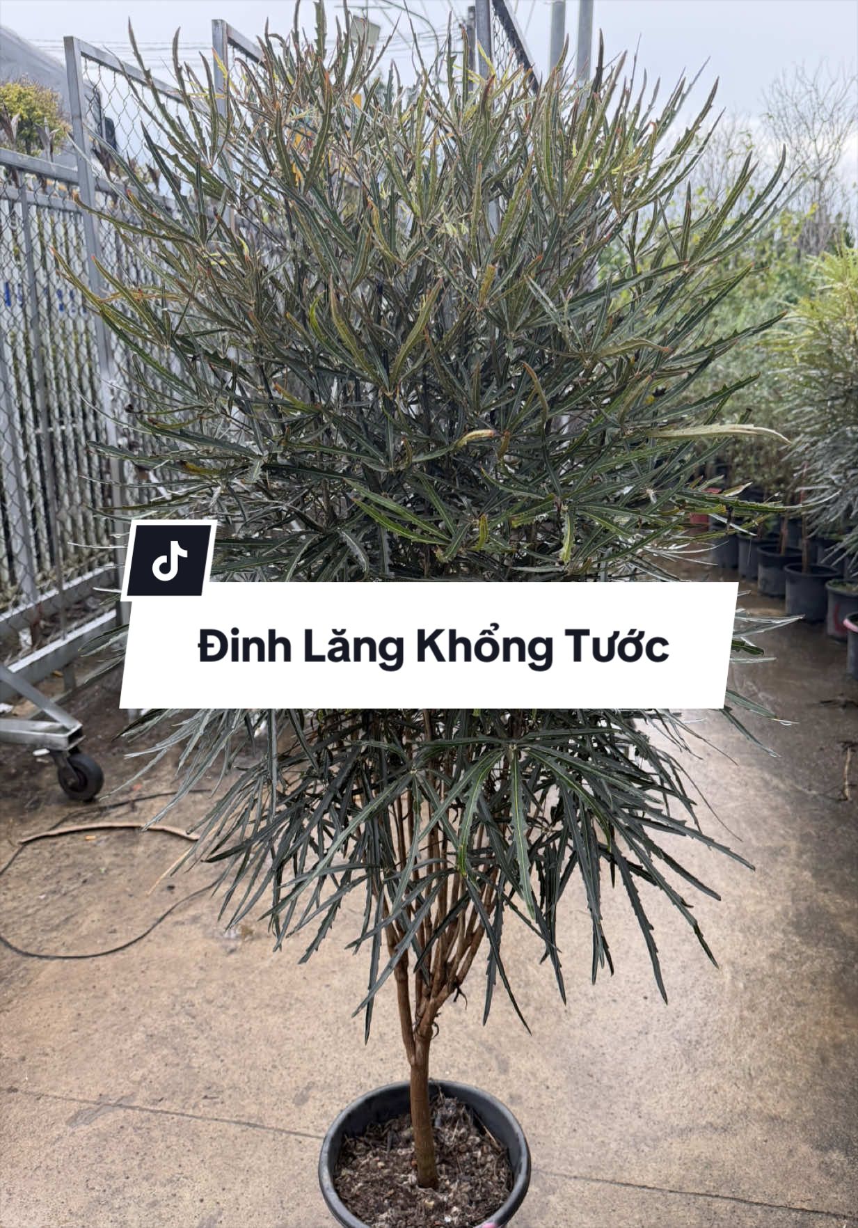 @Tiệm Lá Nhỏ
