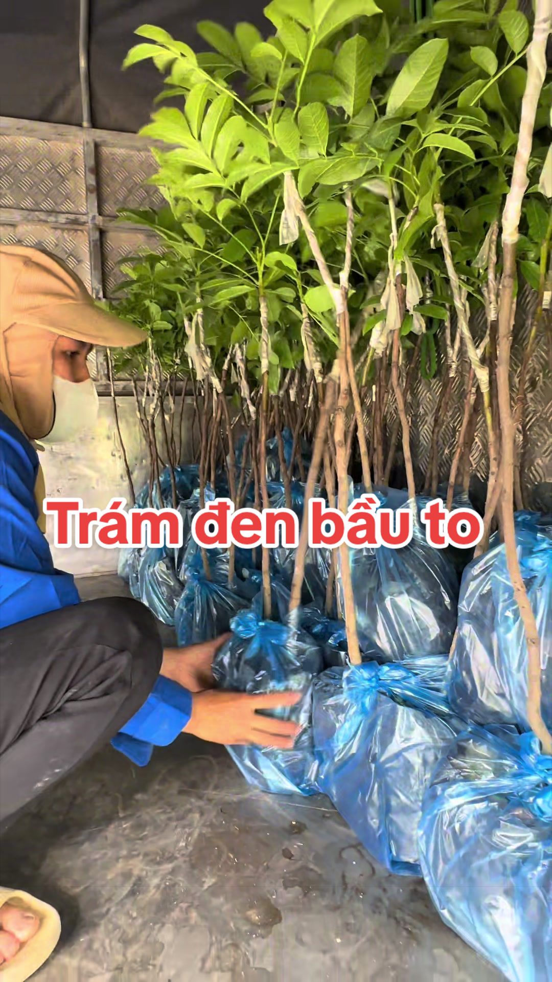 @Nh&agrave; Vườn Vũ Mai