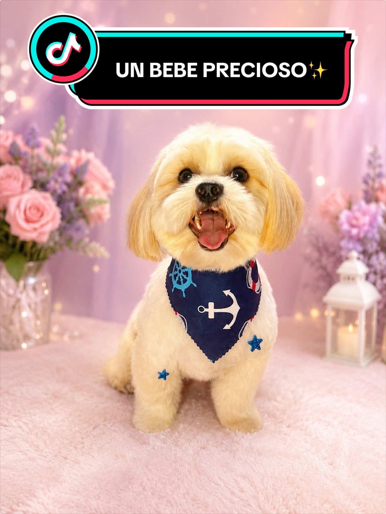 @wonderpetsgrooming