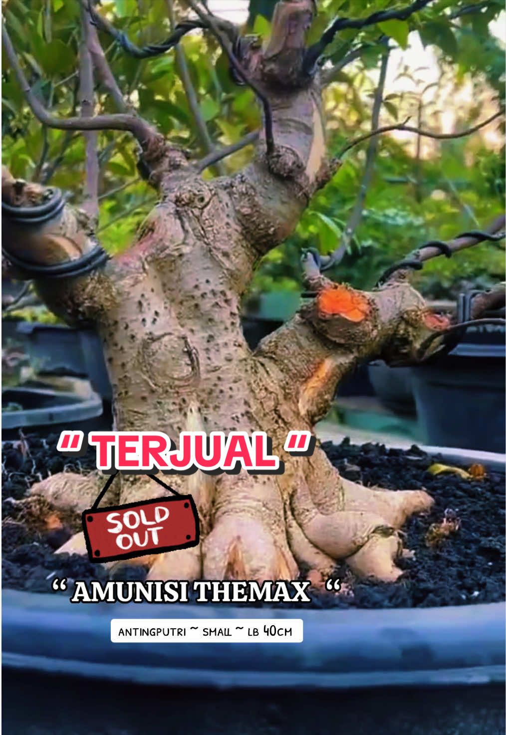 @warbonsai_purwodadi