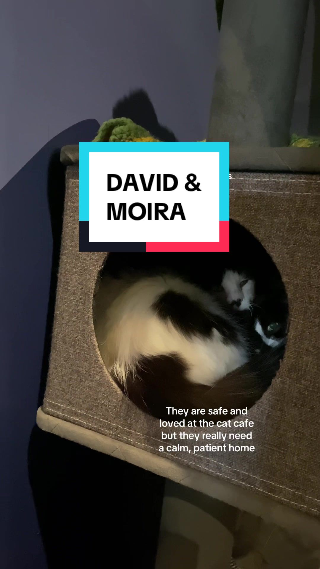 @Catoro Cat Cafe