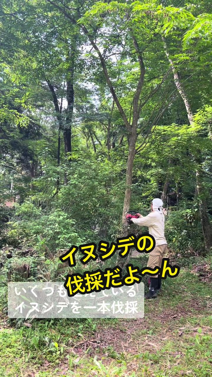 @若林昭子