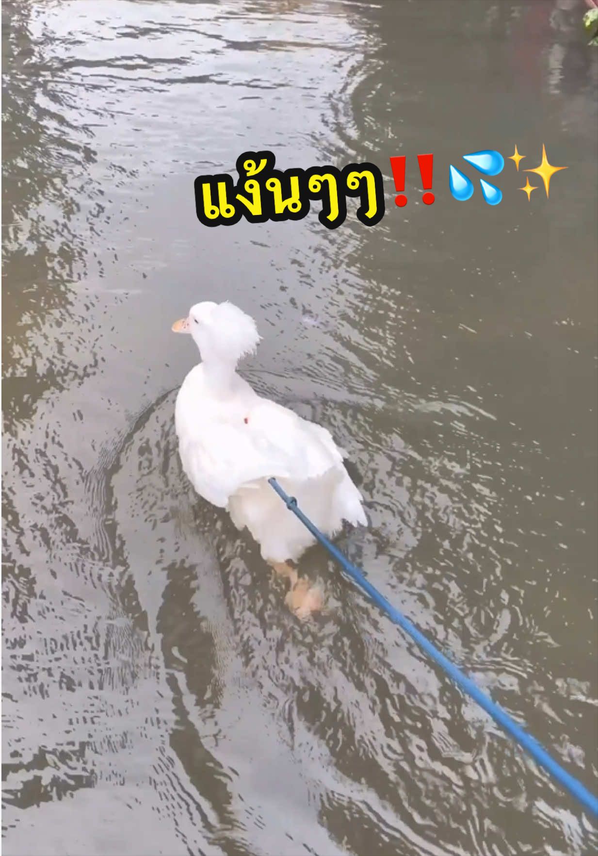 @วอแวเป็ดมีผม