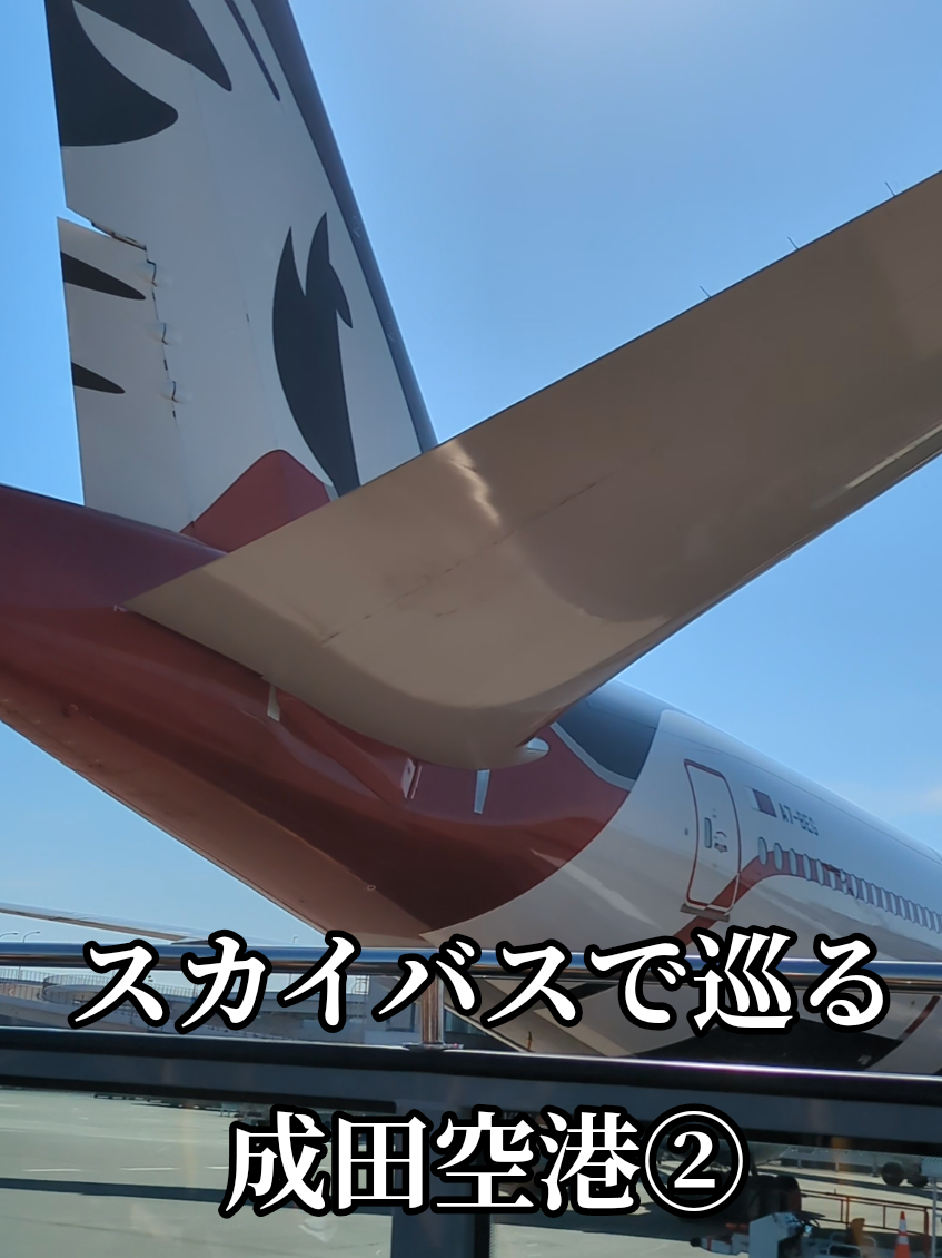 @そらねこ🐱sky cat