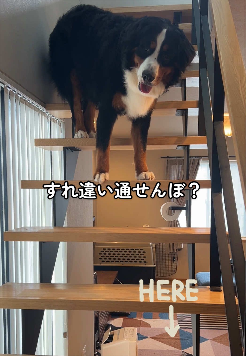 @å¯å£«å±±ð¶ð»ããŒããŒãºããŠã³ãã³ããã° - Fujisan