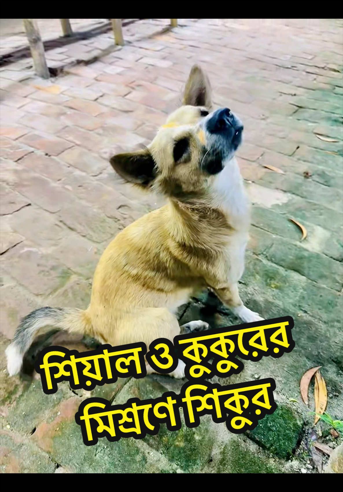 @Aqib Asif Trading (Ovi)