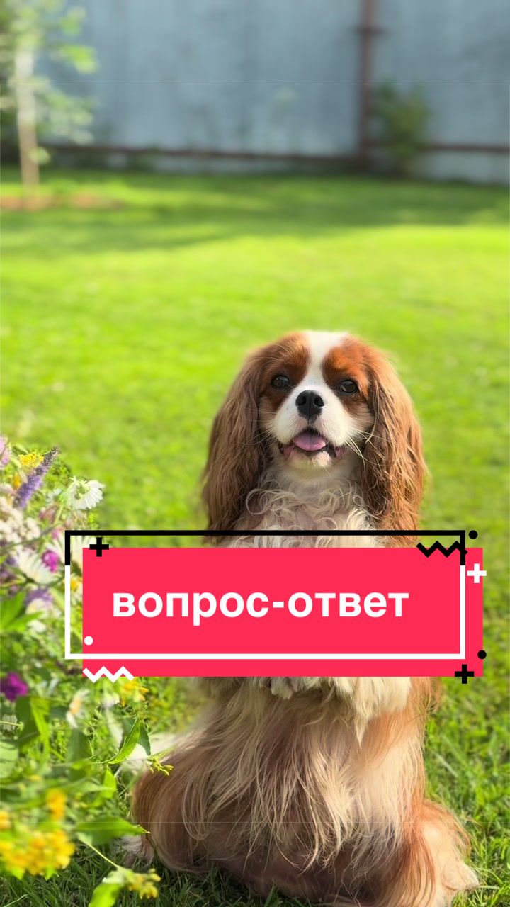 @Фаби🐶