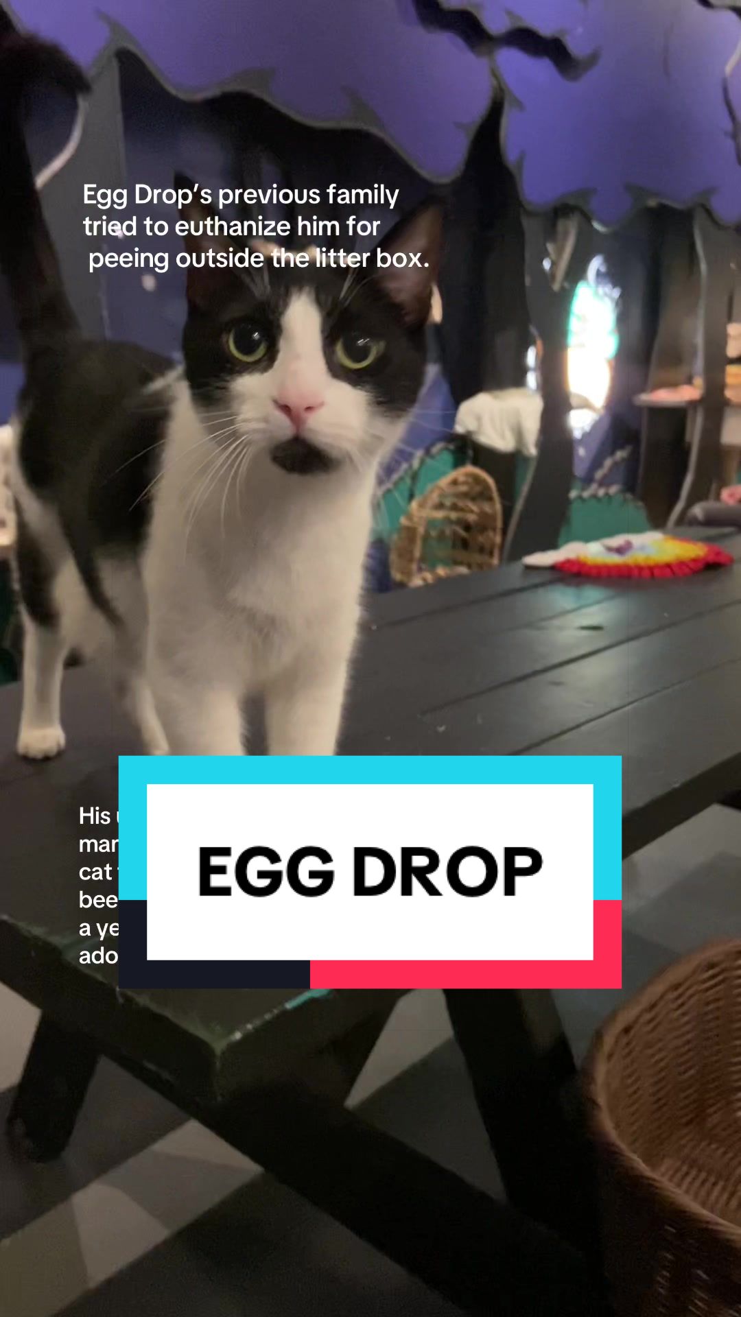 @Catoro Cat Cafe