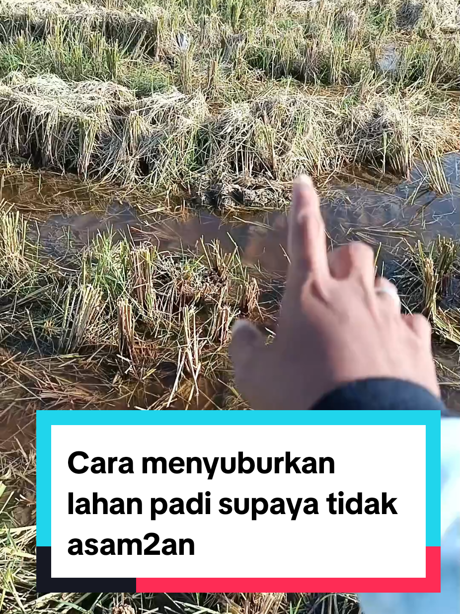 @tanipedia id