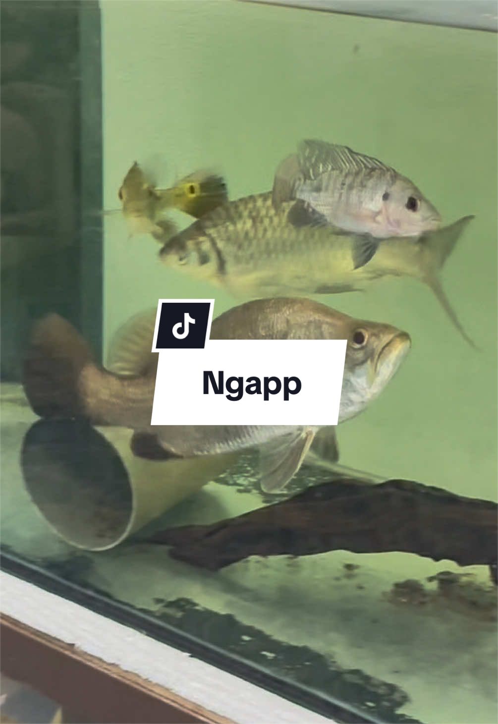 @#NasCaster🎣