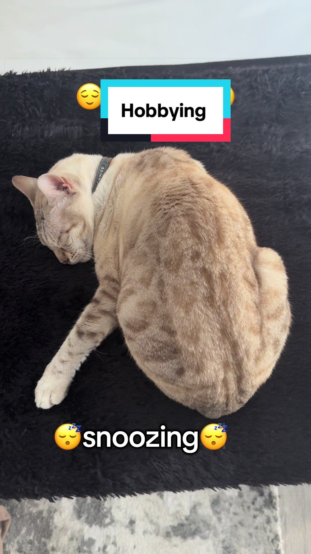 @Taco & Cookie 🐱🌮🍪🇺🇸🇿🇦