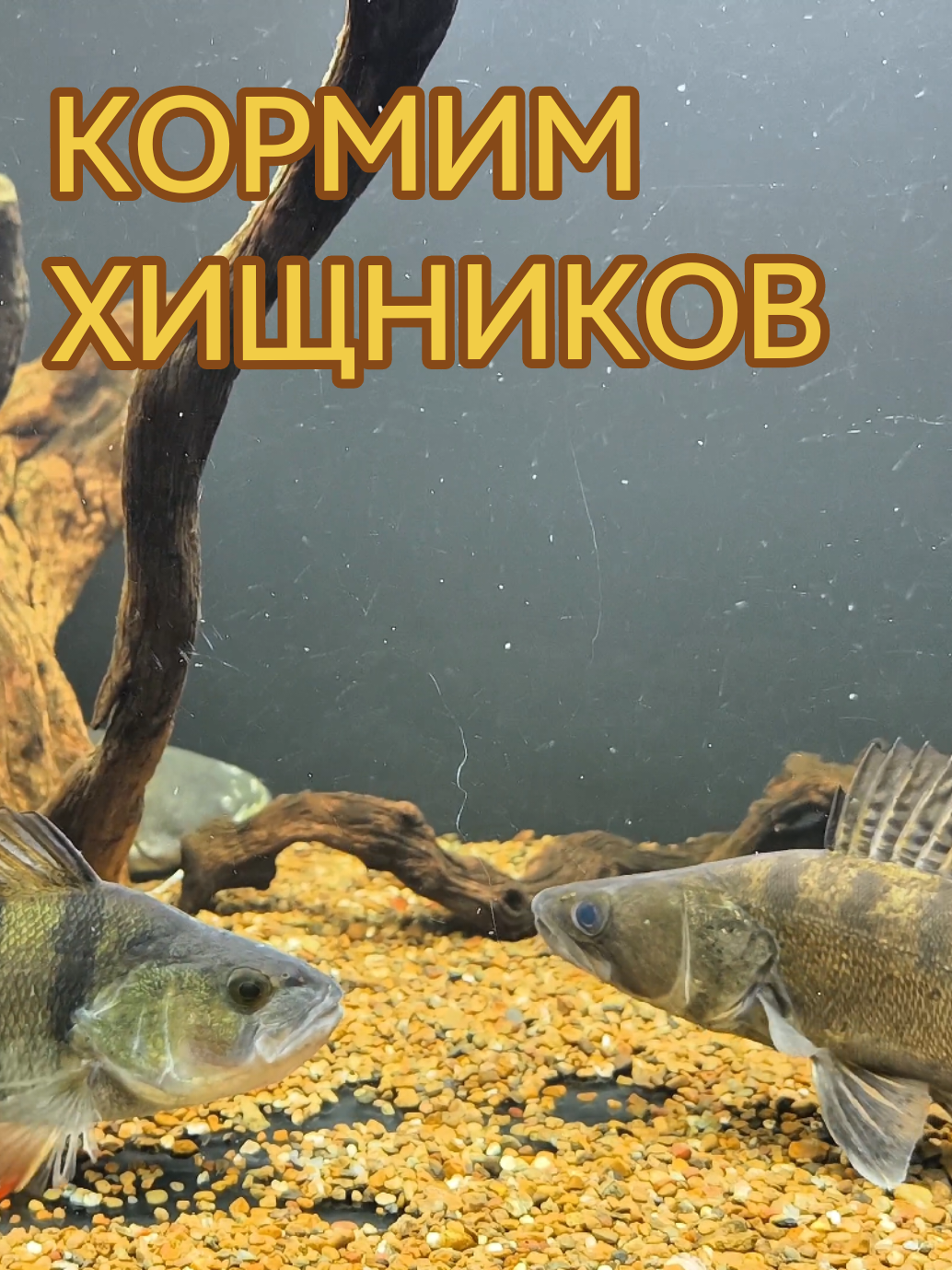 @Судак в Аквариуме