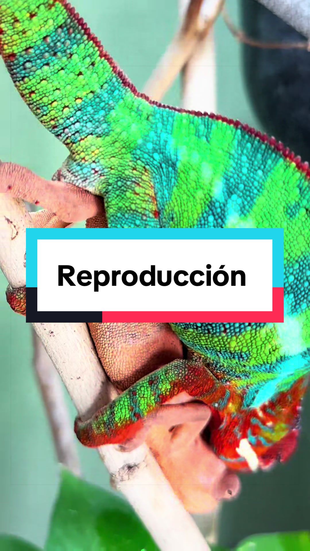 @ReptilMania