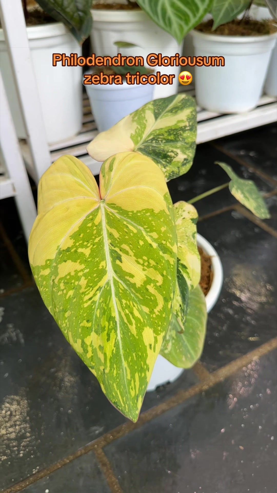 @Plantlife50