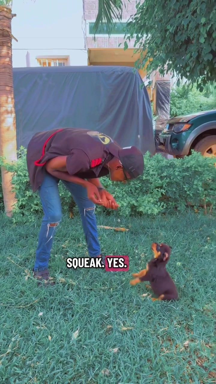 @Dog Master