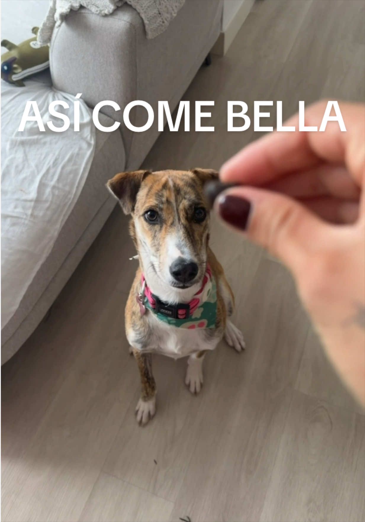 @paola viale