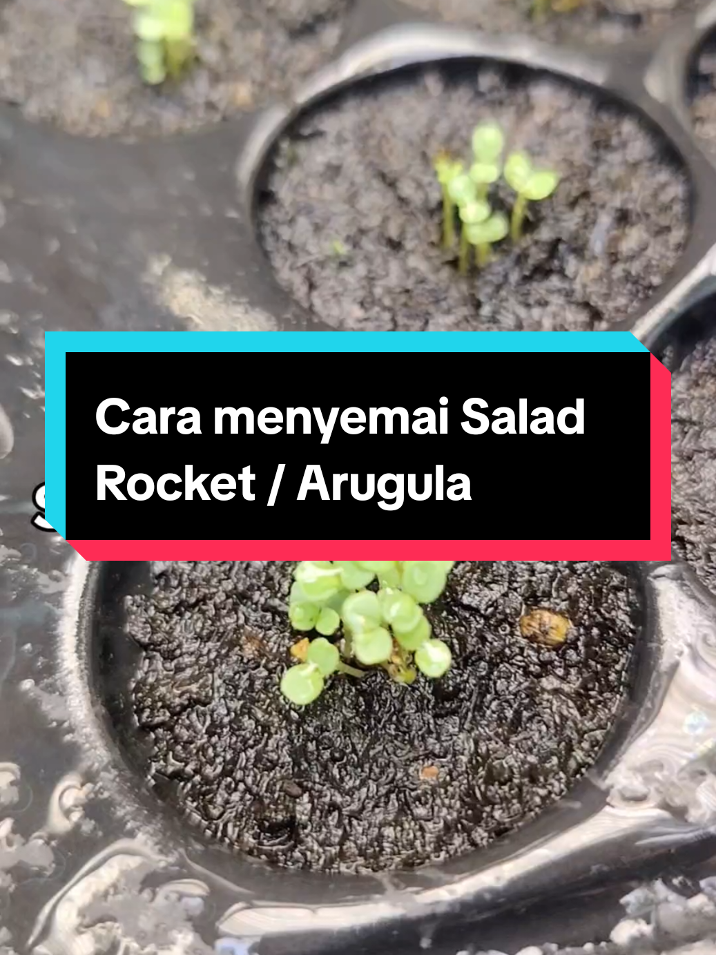 @Kakak Rose