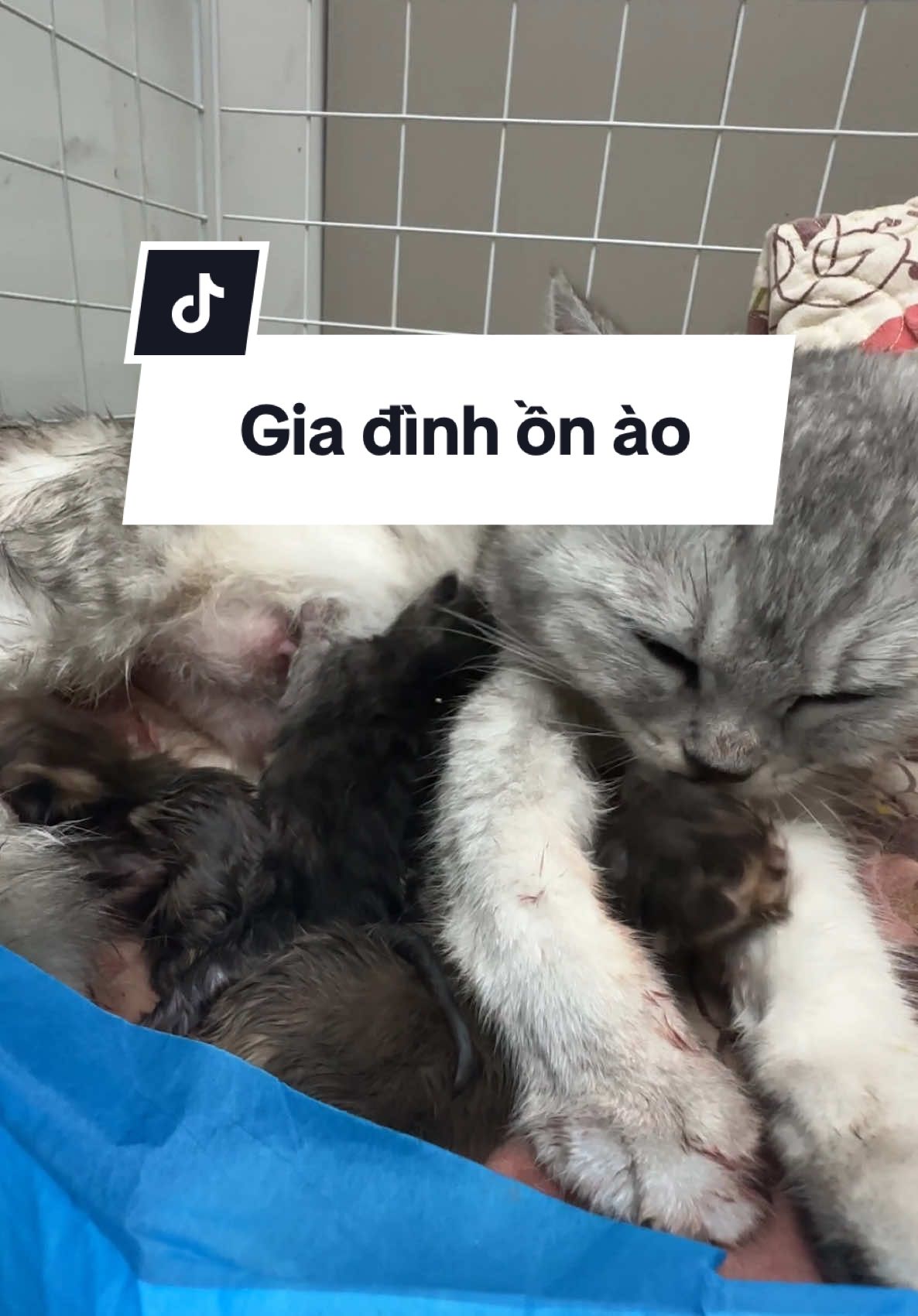 @Ốc V&agrave; Con