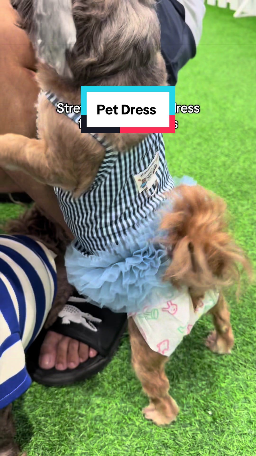 @Nella and Lucky the Shih🐶