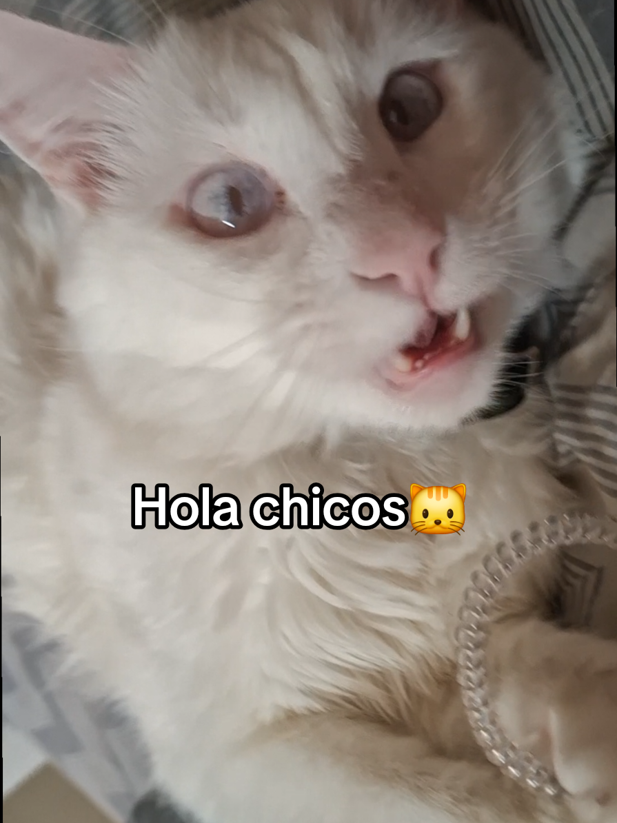 @MichiLovers&reg;