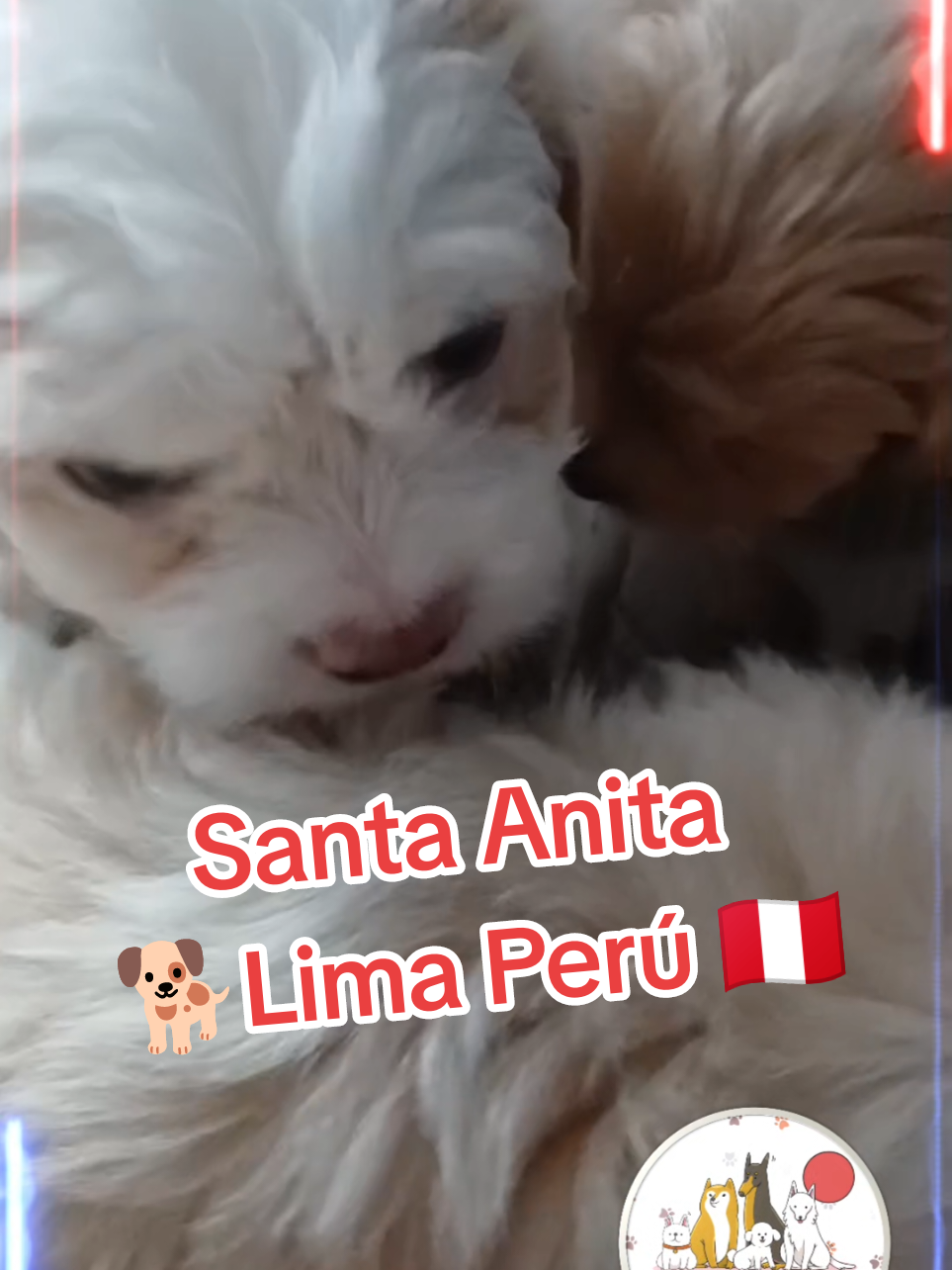 @Perritos Voladores