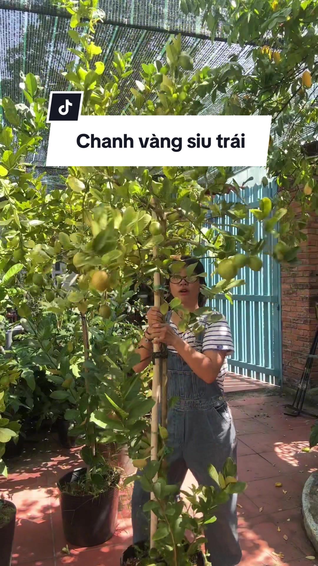 @Vuoncuakien