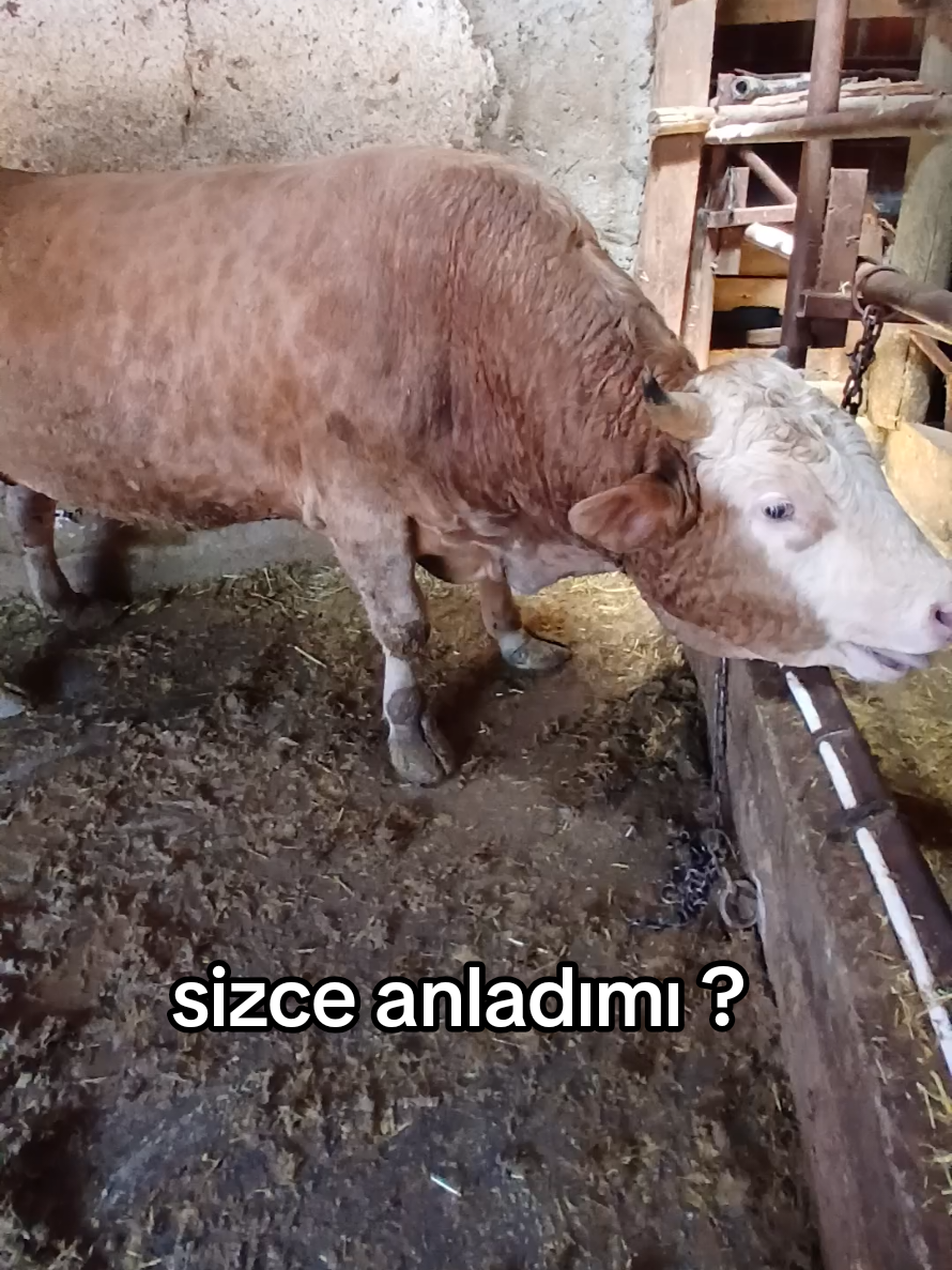 @COŞKUN HAYVANCILIK ÇORUM 19