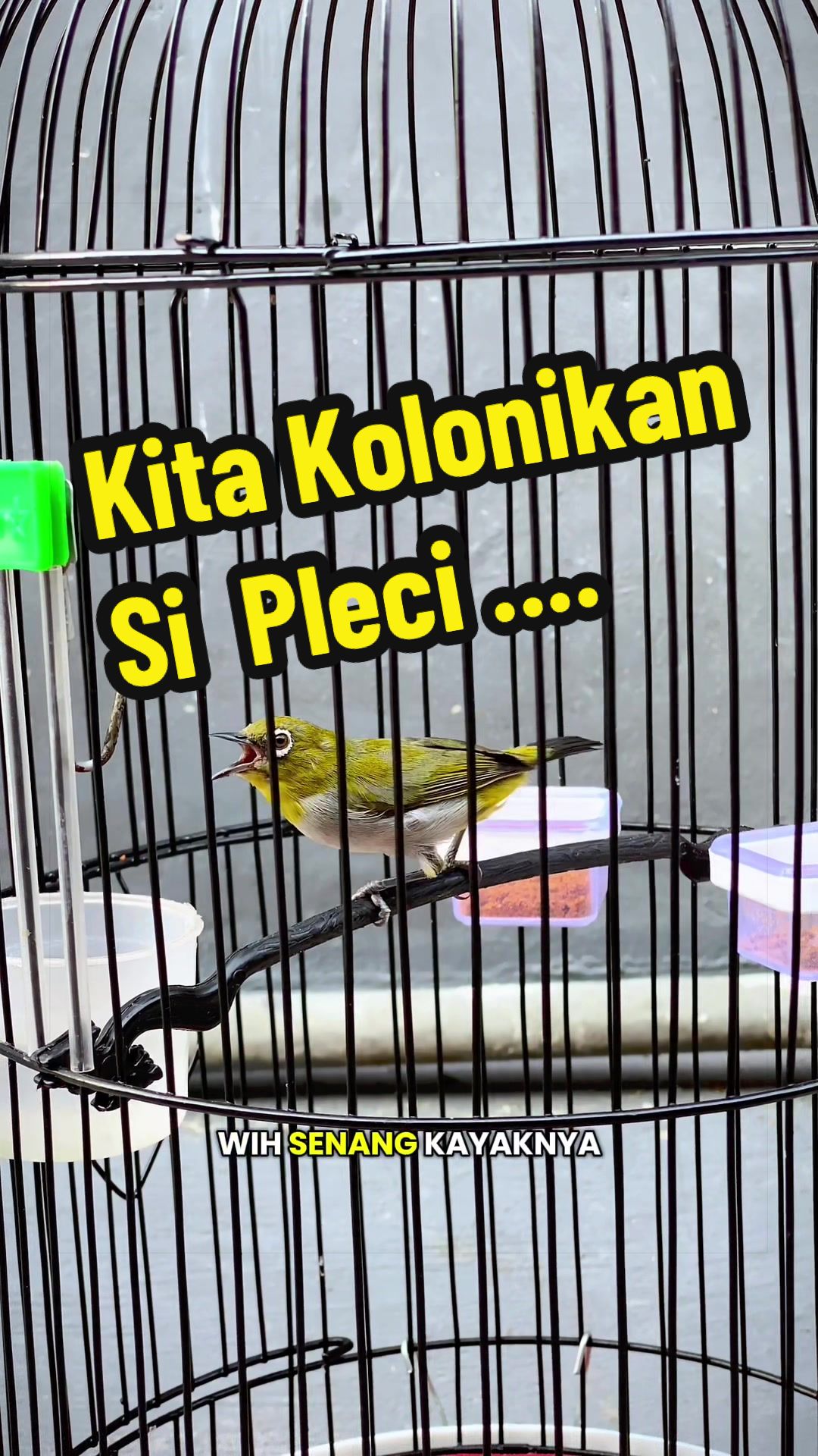 @GeDang Manuk