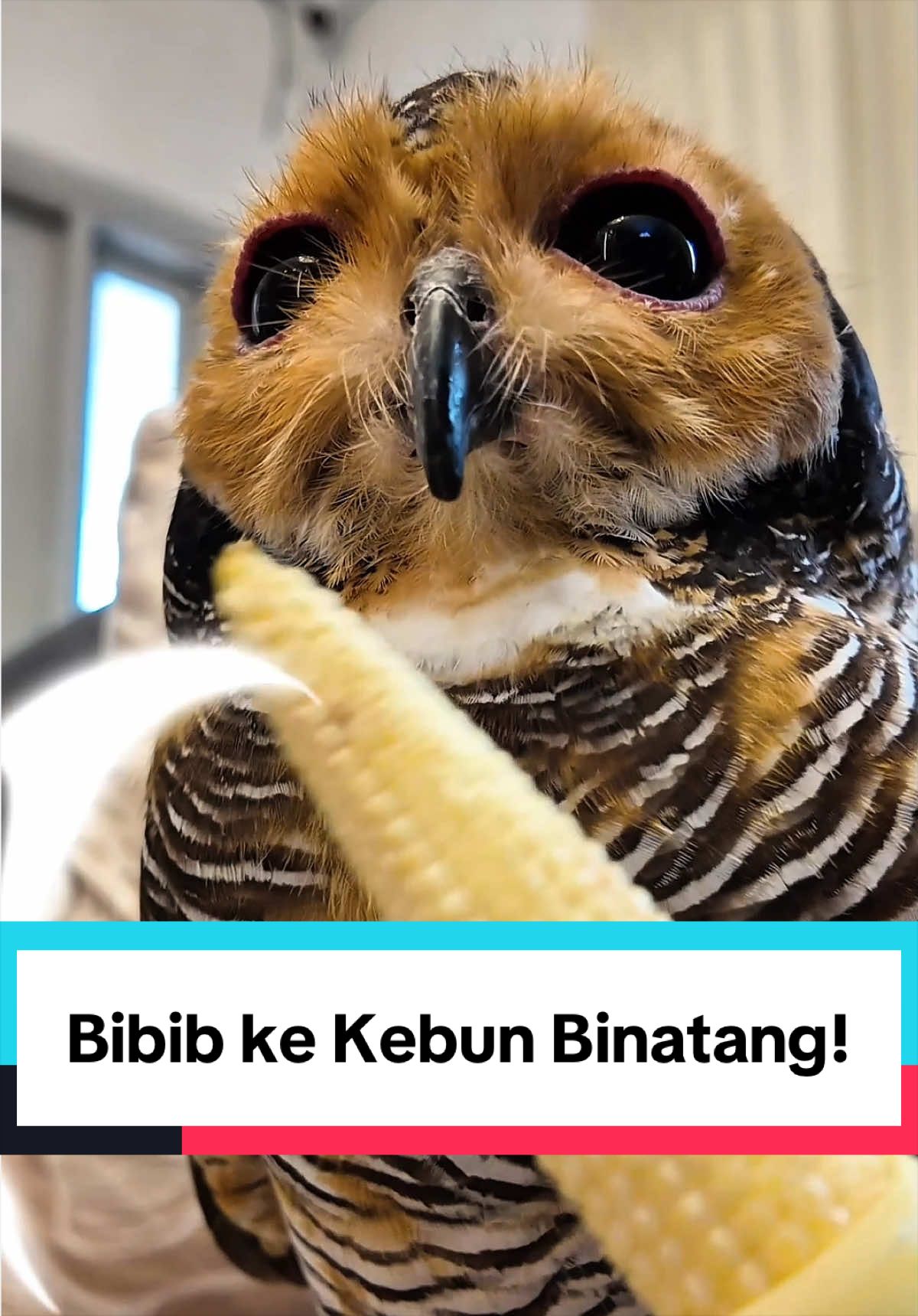 @Bibib Family