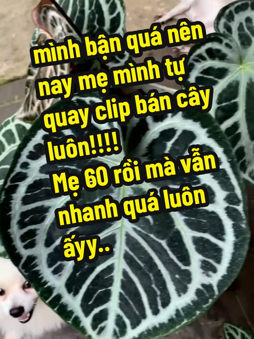 @trainoitam