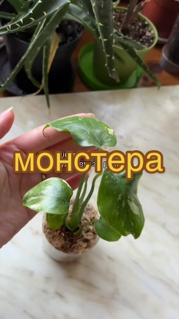 @🧚леся🧚
