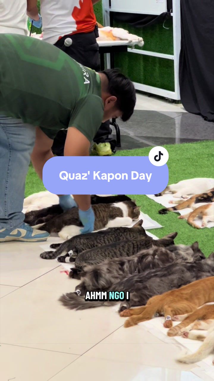 @17meows